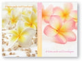 Notelet Set Ozcorp Frangipani
